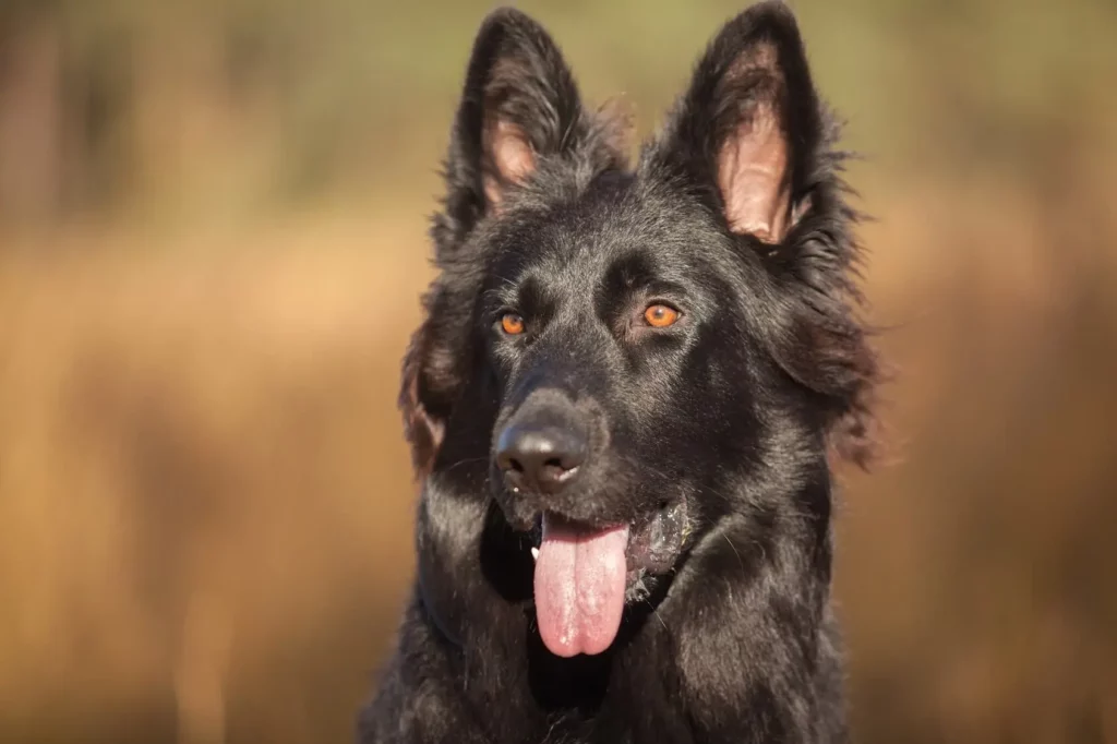 black German shepherd puppies’