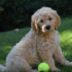 goldendoodle-playing