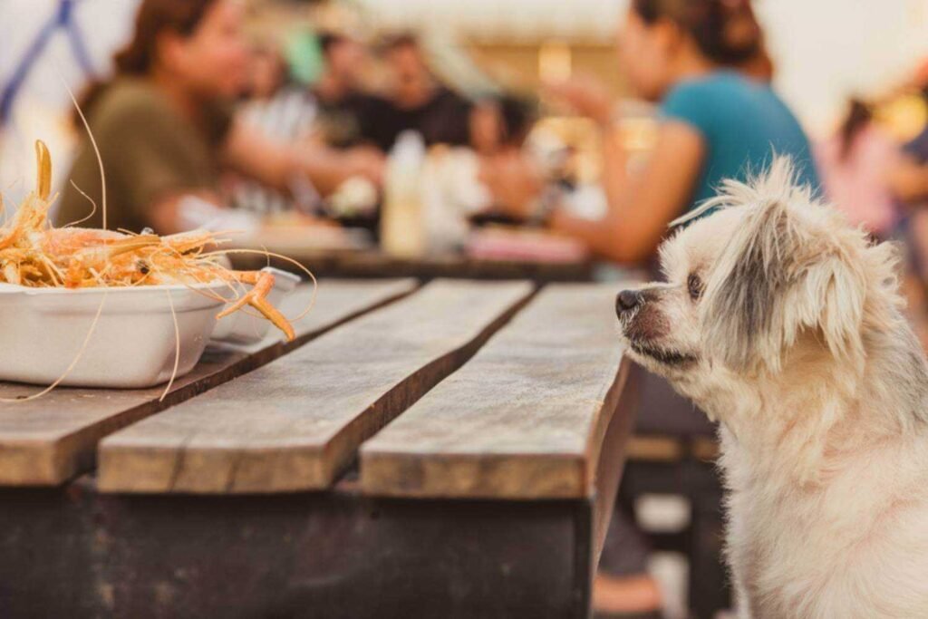 dog friendly restaurants in tampa