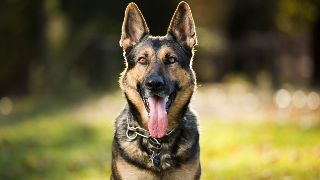 Adopting A German Shepherd